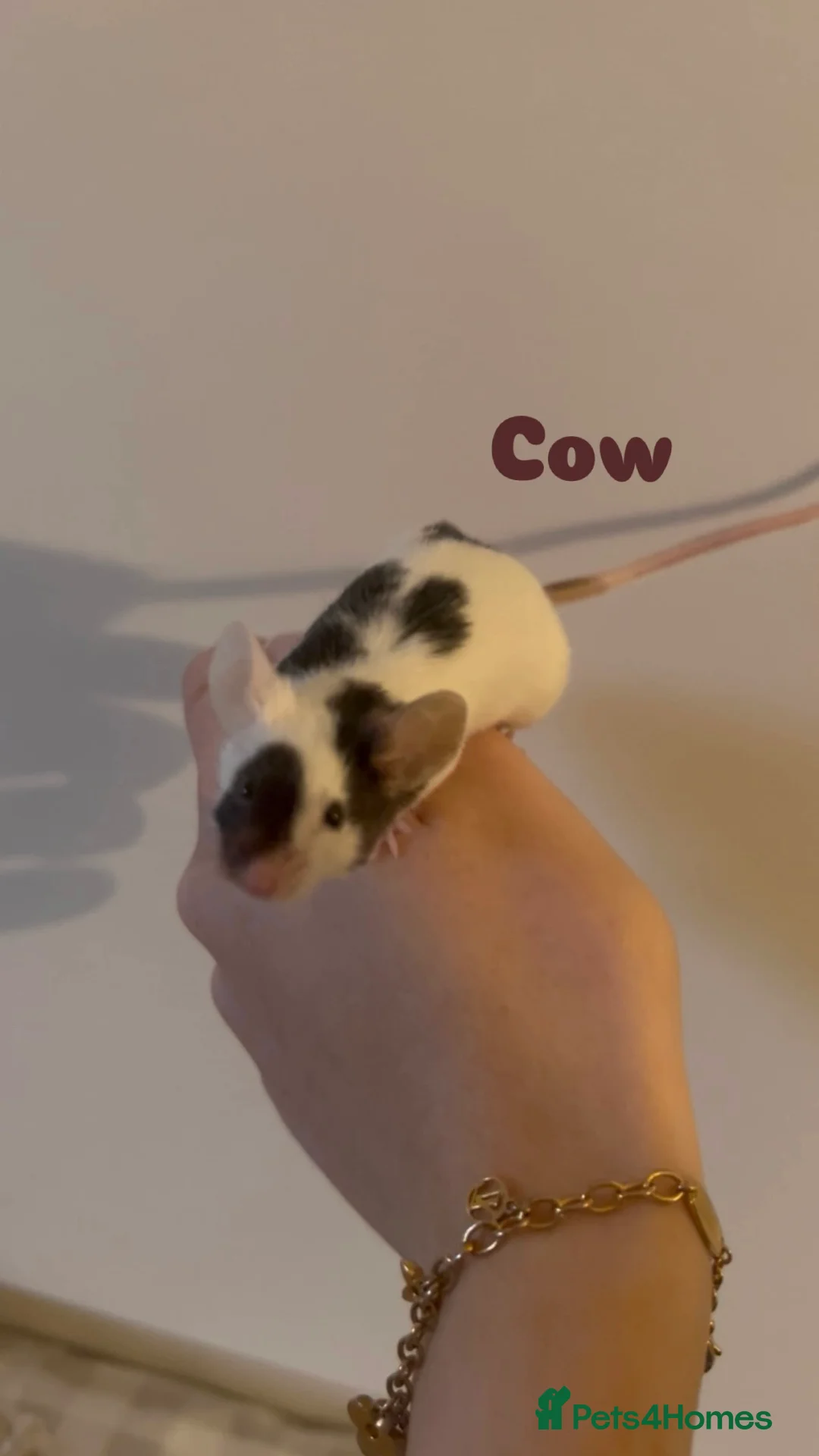 Mouse rodents for sale: Female mice for homes. ⭐️ - Advert 10