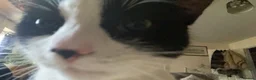 Domestic Shorthair cats for sale: Lovely home required  - Advert 7