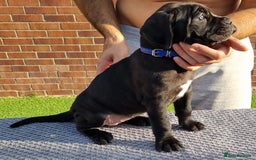 Cane Corso dogs for sale: Champion-Bloodline Cane Corso Puppies  - Image 13