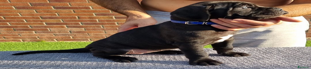 Cane Corso Puppy 7