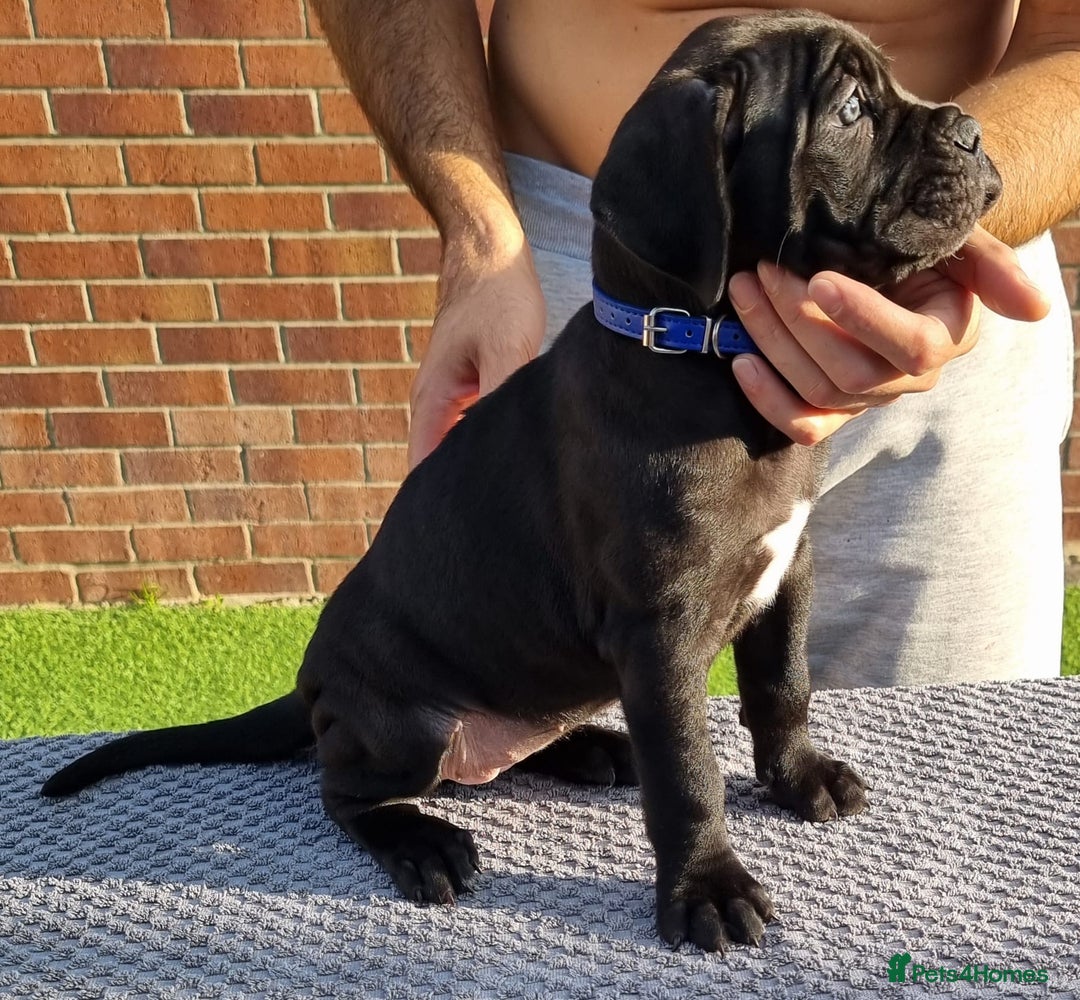Cane Corso dogs for sale: Champion-Bloodline Cane Corso Puppies  - Image 13