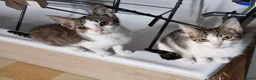 Mixed Breed cats for sale: Tabby kitten  in Willenhall - Advert 7