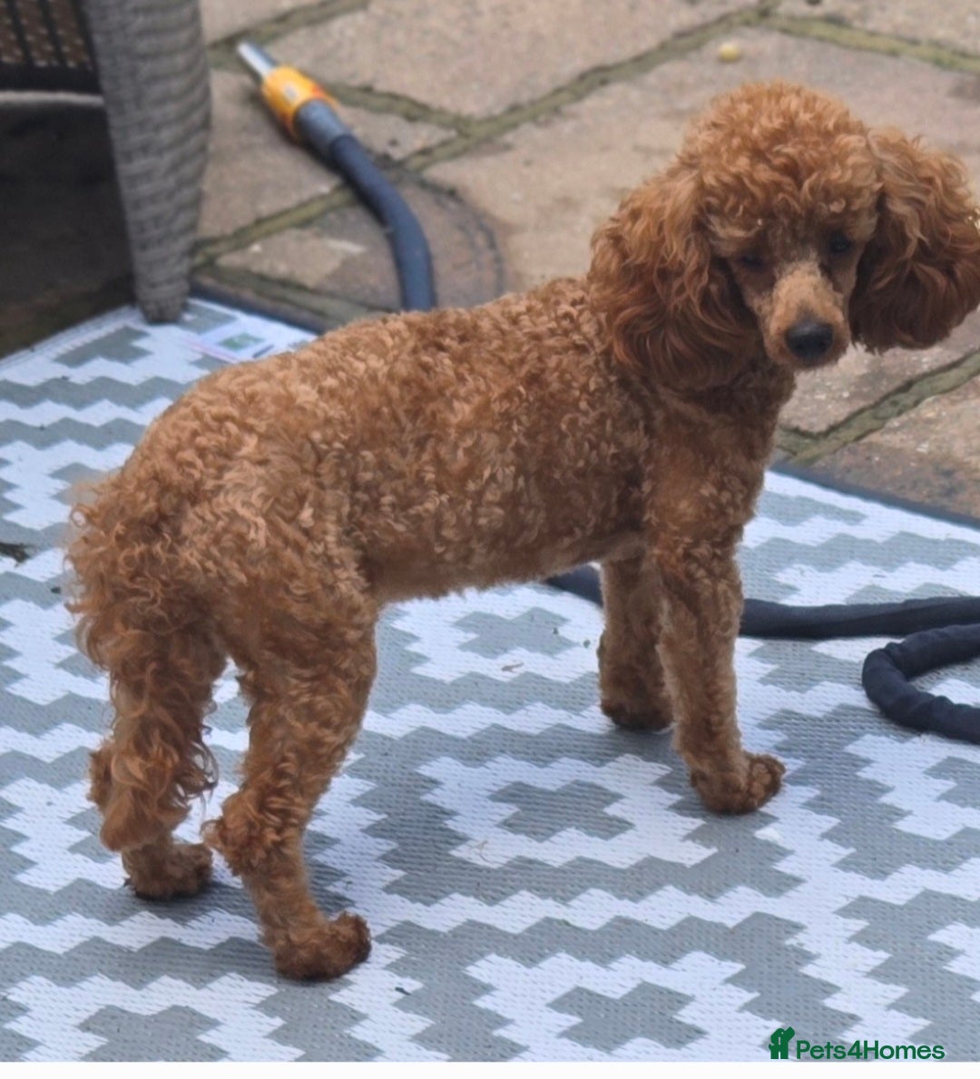 Toy Poodle dogs  Red toy poodles  - Advert 1