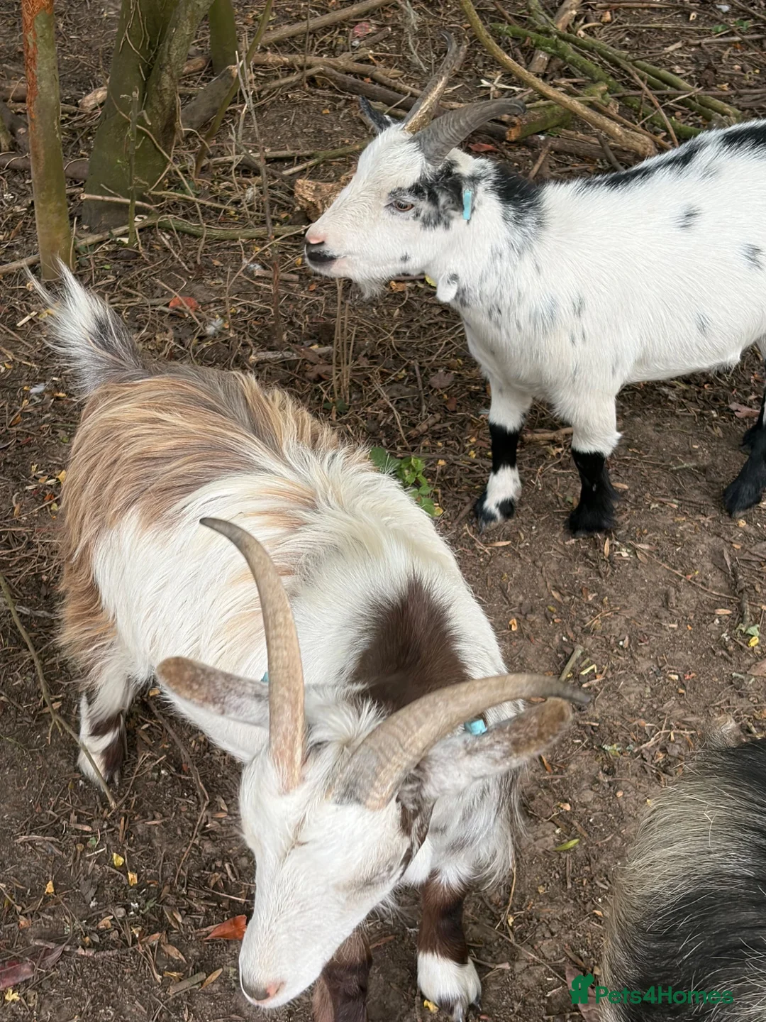 Goats livestock for sale: 3 x Pygmy goats - Advert 2