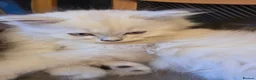Persian cats for sale: Beautiful dollface persian chinchilla kittens  - Advert 20