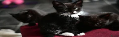Tuxido Kitten 