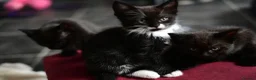 Munchkin cats for sale: Cute Tuxedo Kitten is looking 4 good home - Advert 17