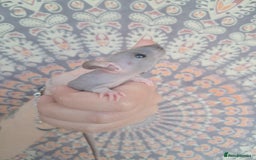 Rat rodents for sale: All rats have been reserved. - Image 14