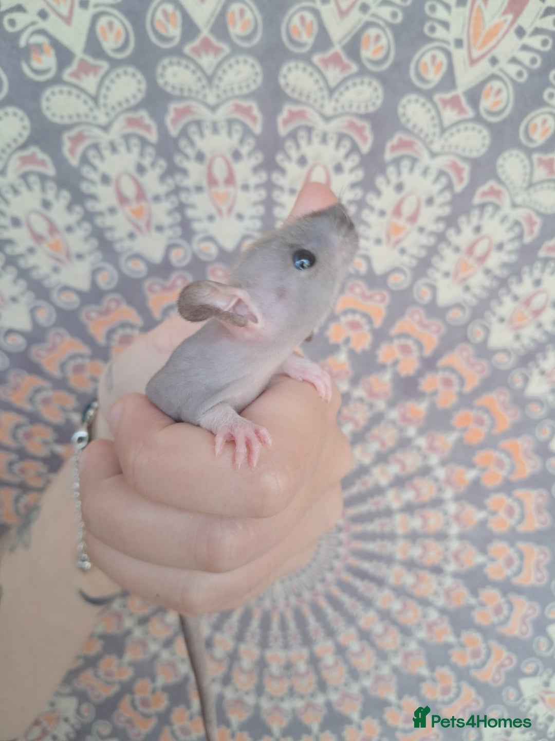 Rat rodents for sale: All rats have been reserved. - Image 14