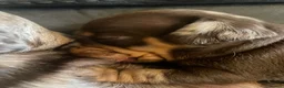 Miniature Dachshund dogs for sale:  Miniature Dachshunds puppies  in Witney - Advert 9