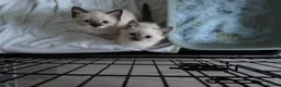 Ragdoll cats for sale: Ragdoll x kittens for sale  in Bristol - Advert 6