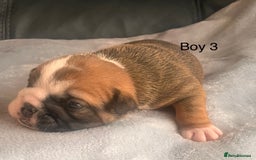 English Bulldog dogs for sale: Kc reg English bulldog puppies 🏴󠁧󠁢󠁥󠁮󠁧󠁿 - Image 10