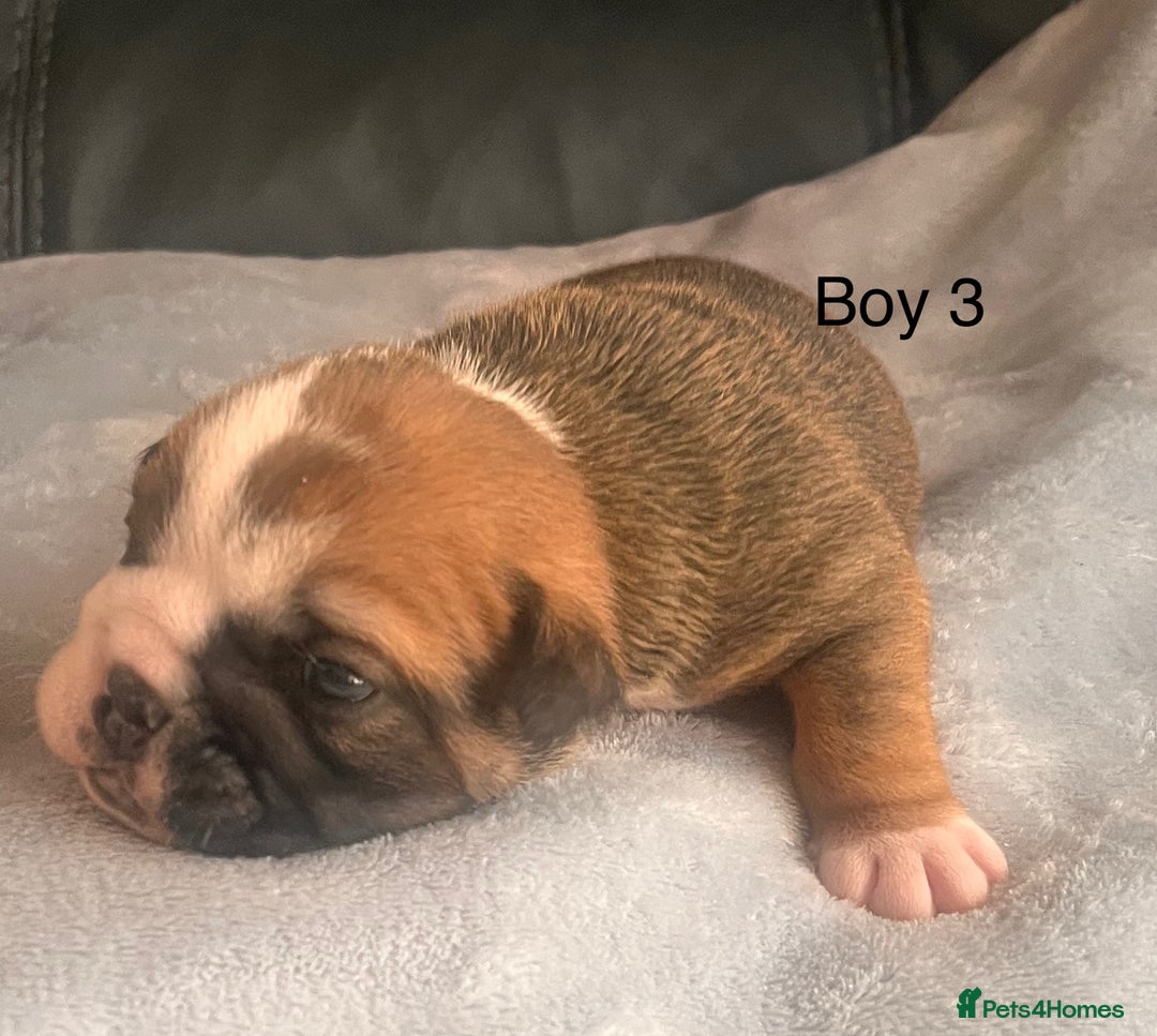 English Bulldog dogs for sale: Kc reg English bulldog puppies 🏴󠁧󠁢󠁥󠁮󠁧󠁿 - Image 10