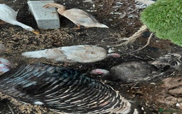 Turkeys poultry for sale: Mixed turkeys - Image 5