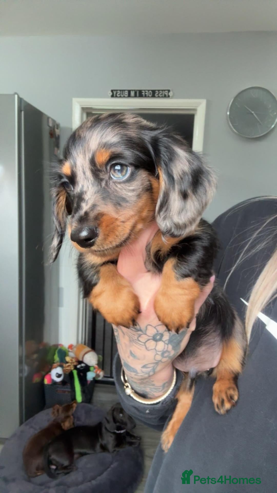 Miniature Dachshund dogs Miniature Dachshunds ready now females - Advert 11