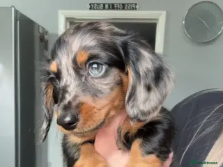 Miniature Dachshund dogs Miniature Dachshunds ready now females - Advert 11