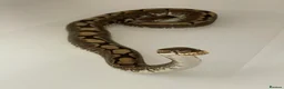 Python Snake reptiles for sale: Female spider ball python in Southend-on-Sea - Advert 2