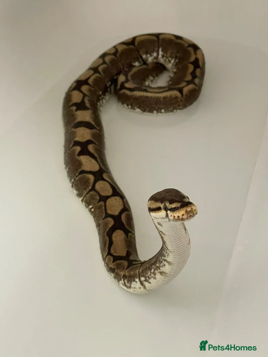 Python Snake reptiles for sale: Female spider ball python in Southend-on-Sea - Advert 2