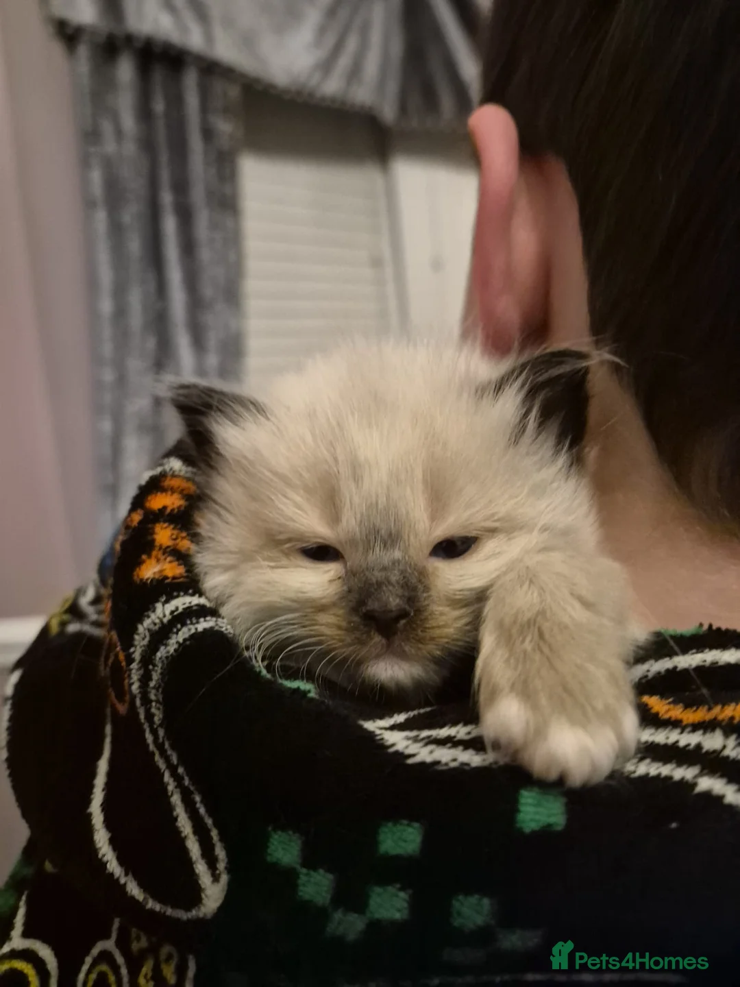 Ragdoll cats for sale: Seven gorgeous purebred ragdoll mitted kittens  - Advert 5