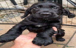 Cocker Spaniel dogs for sale: KC registered working cocker spaniel puppies - Image 5