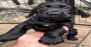 Cocker Spaniel dogs - Advert 8
