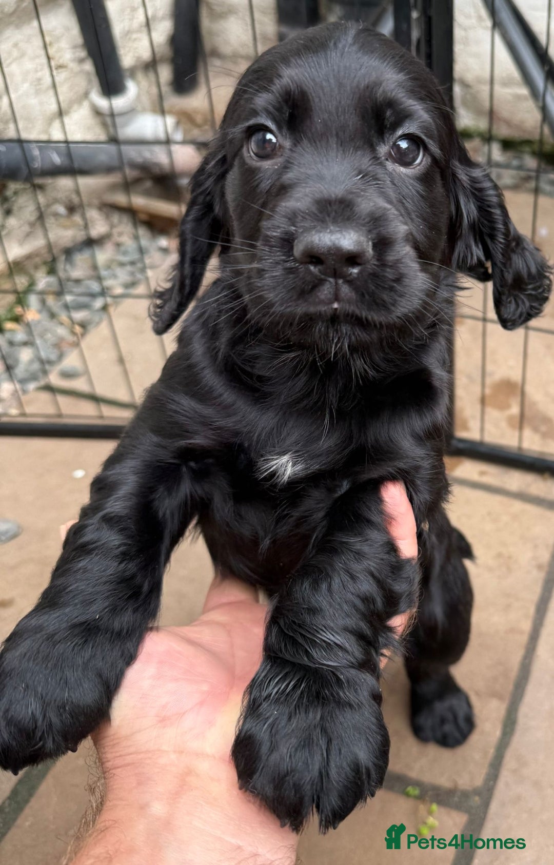 Cocker Spaniel dogs for sale: KC registered working cocker spaniel puppies - Image 5