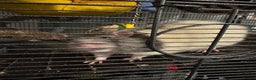 Rat rodents for sale: Help needed - Advert 3