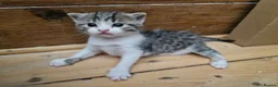 Mixed Breed cats for sale: Lovely mixed grey kitten - Advert 9