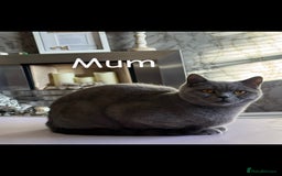 British Shorthair cats for sale: Two female British Shorthair kittens for sale - Image 9
