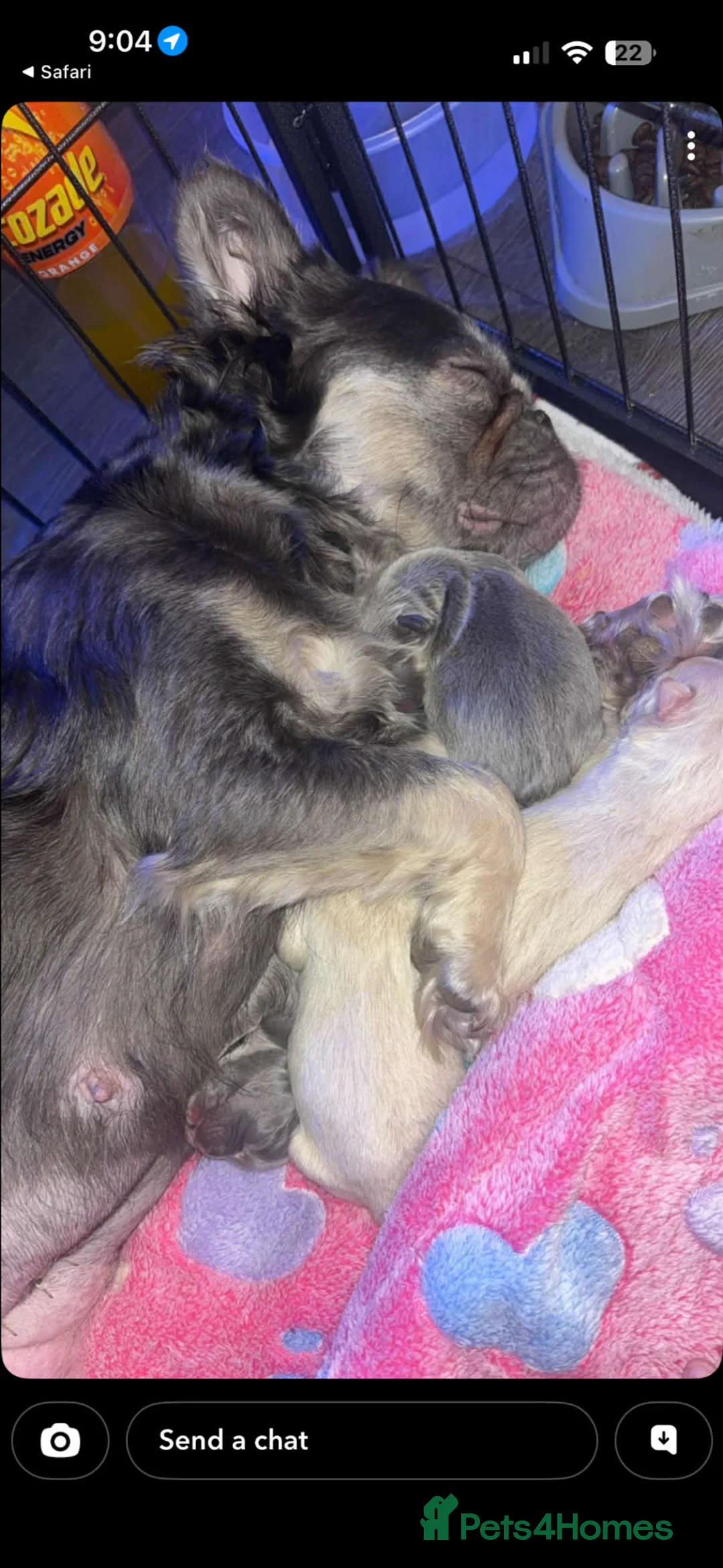 French Bulldog dogs for sale: Full fluffy French bulldogs - Advert 1