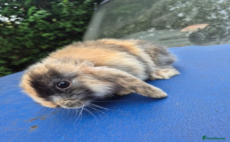 Mixed Breed rabbits - Advert 3