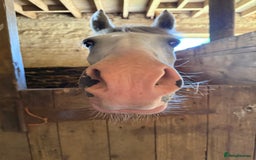 New Forest horses for sale: New forest project gelding - Image 3