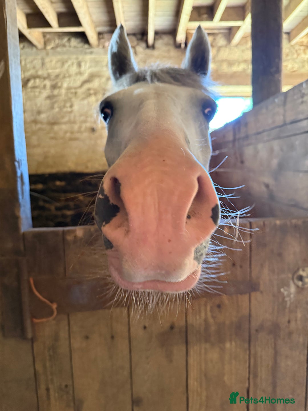 New Forest horses for sale: New forest project gelding - Image 3