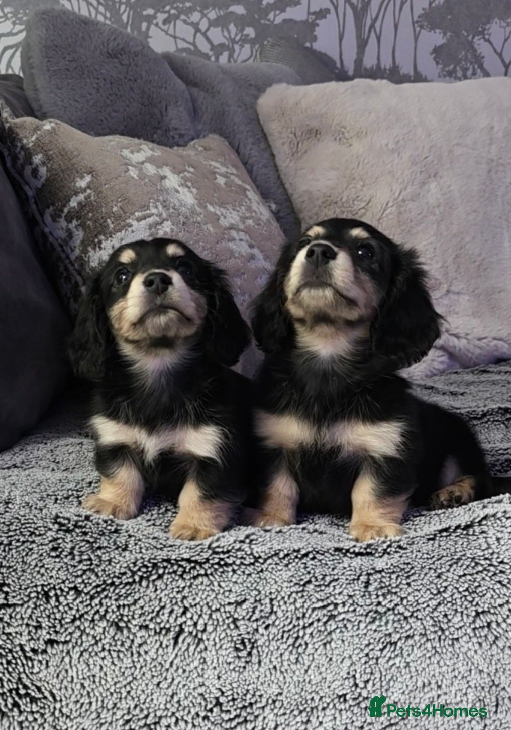 Miniature Dachshund dogs  Cream Miniature long-haired Dachshund  - Advert 14