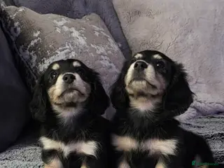 Miniature Dachshund dogs Cream Miniature long-haired Dachshund - Advert 17