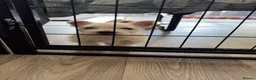 West Highland Terrier dogs for sale: KC registered Westie male pup for sale - Advert 2