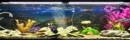 Cichlids fish for sale: Malawi cichlids  - Advert 2
