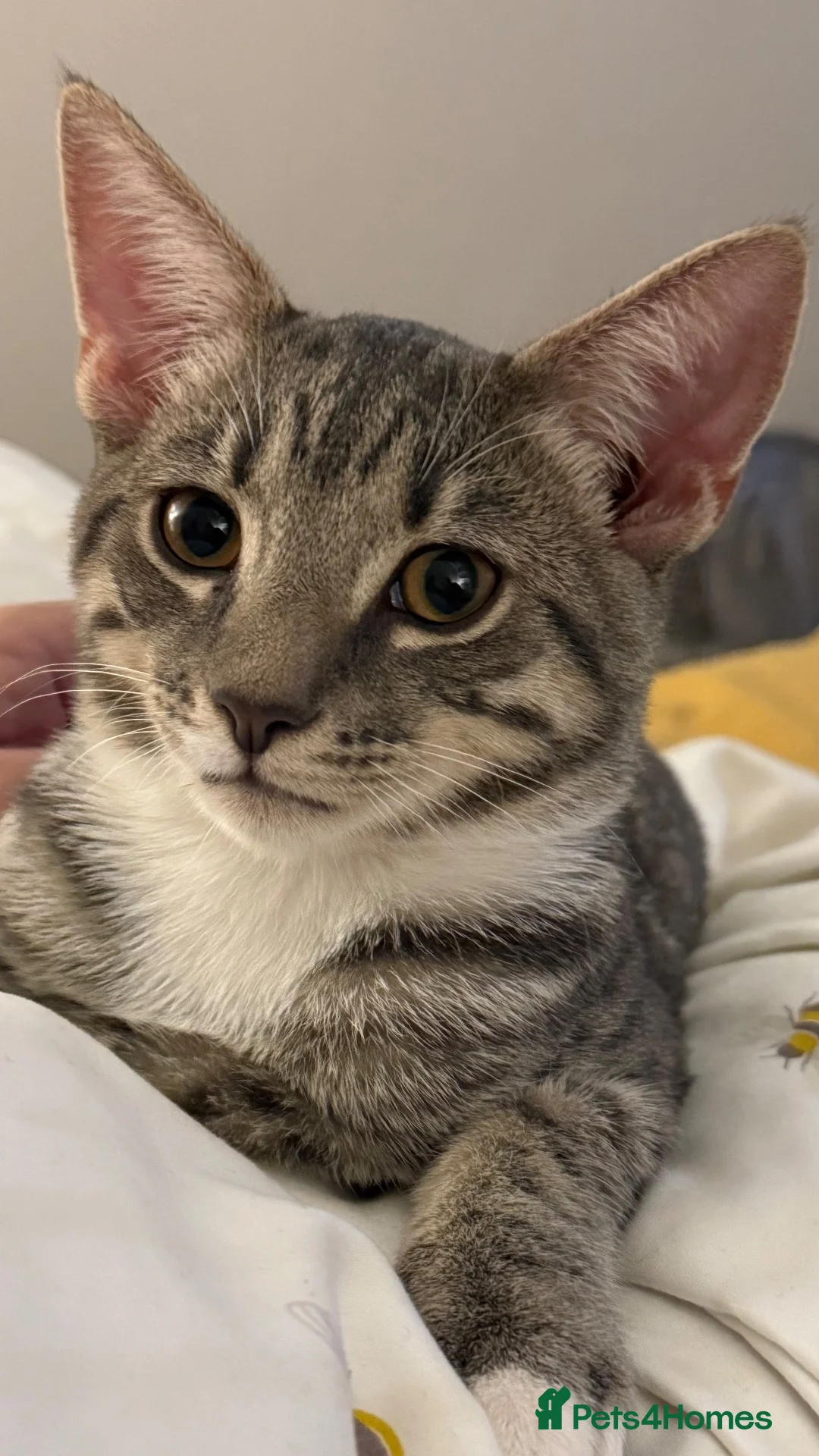 Mixed Breed cats for sale: 2 gorgeous rare ghost tabby kitty’s!  - Advert 5
