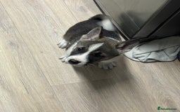 Mixed Breed dogs for sale: AMERICAN AKITA PUPPY FOR SALE - READY TO GO. - Image 1