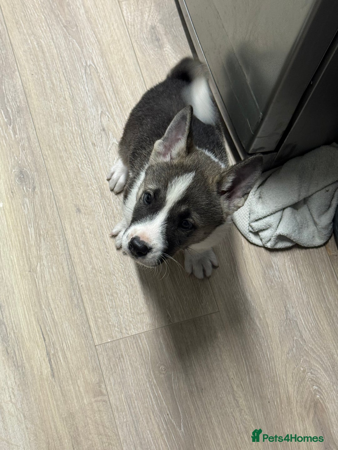 Mixed Breed dogs for sale: AMERICAN AKITA PUPPY FOR SALE - READY TO GO. - Image 1