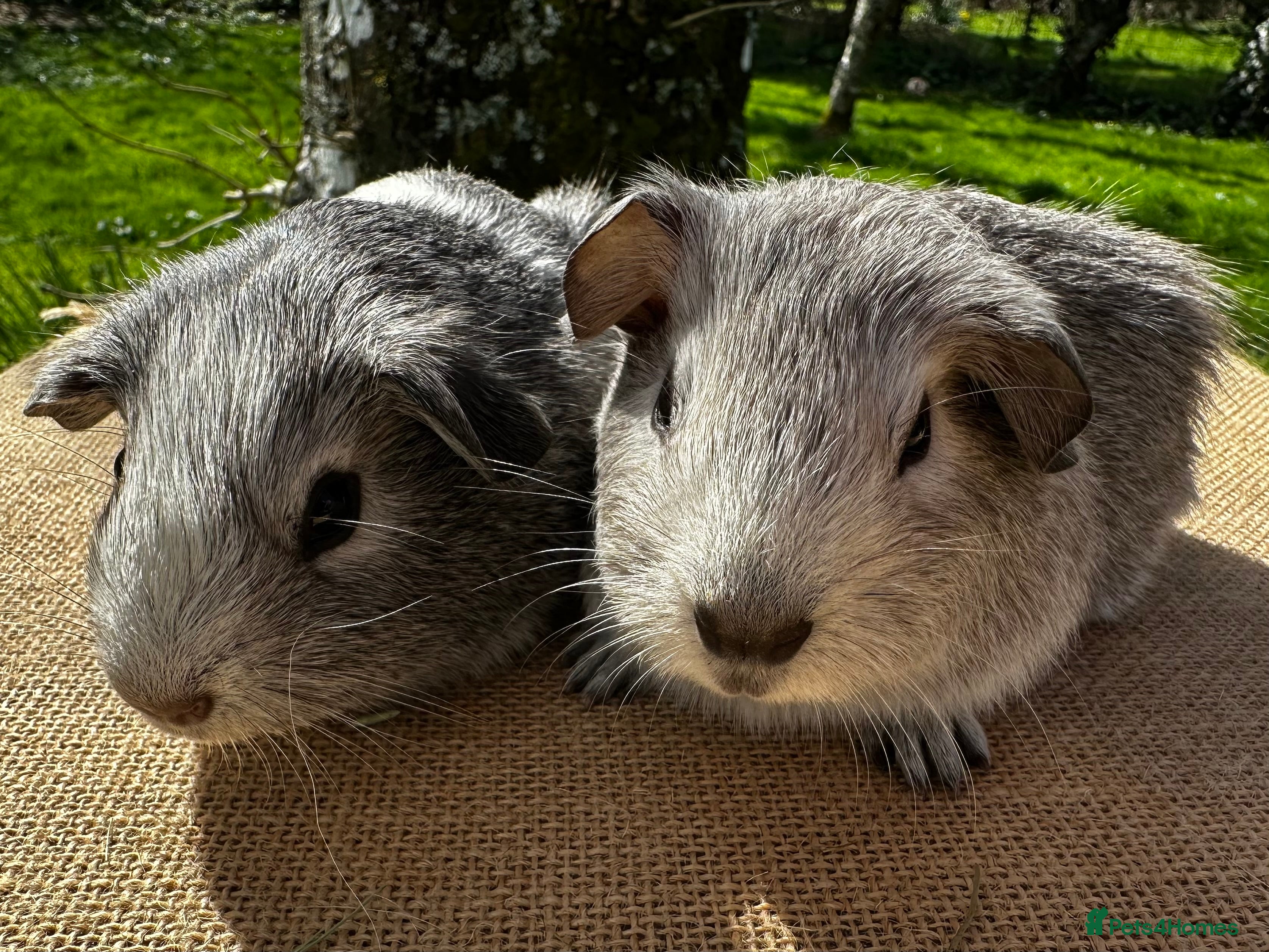 Guinea Pig rodents Pair of “pet” brothers  - Advert 2