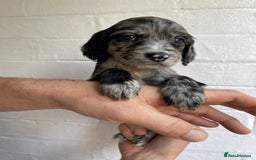 Cockapoo dogs for sale: Adorable Cockerpoo Puppies Ready - Image 15