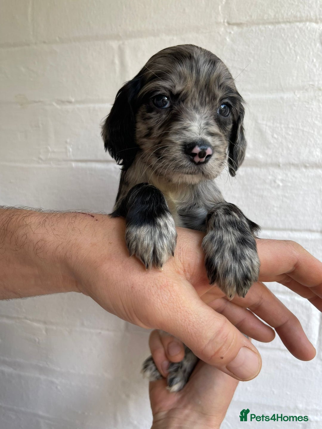 Cockapoo dogs for sale: Adorable Cockerpoo Puppies Ready - Image 15