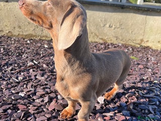 Miniature Dachshund dogs in Blackpool - Advert 24