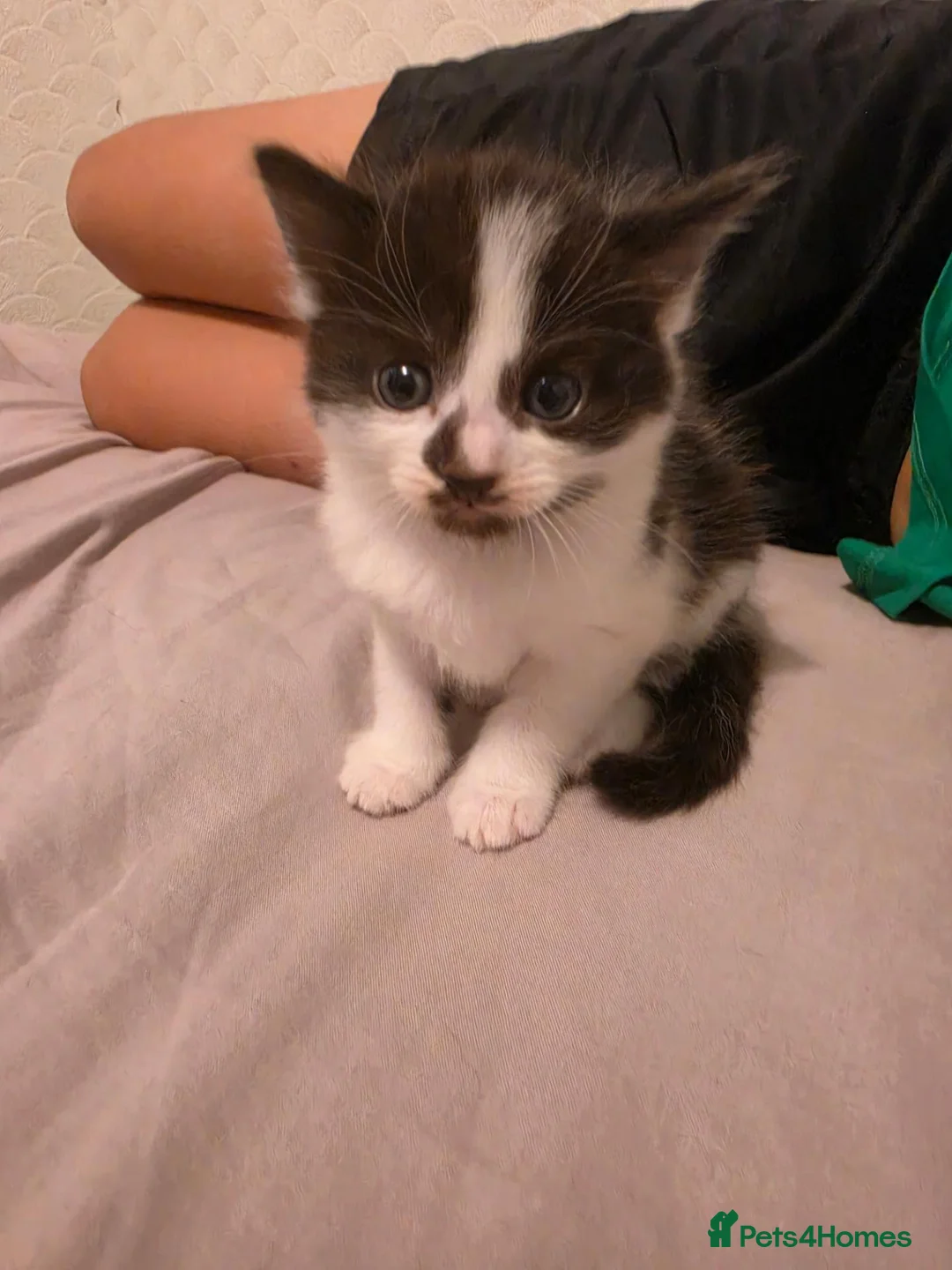 Mixed Breed cats for sale: Playful male - Advert 6