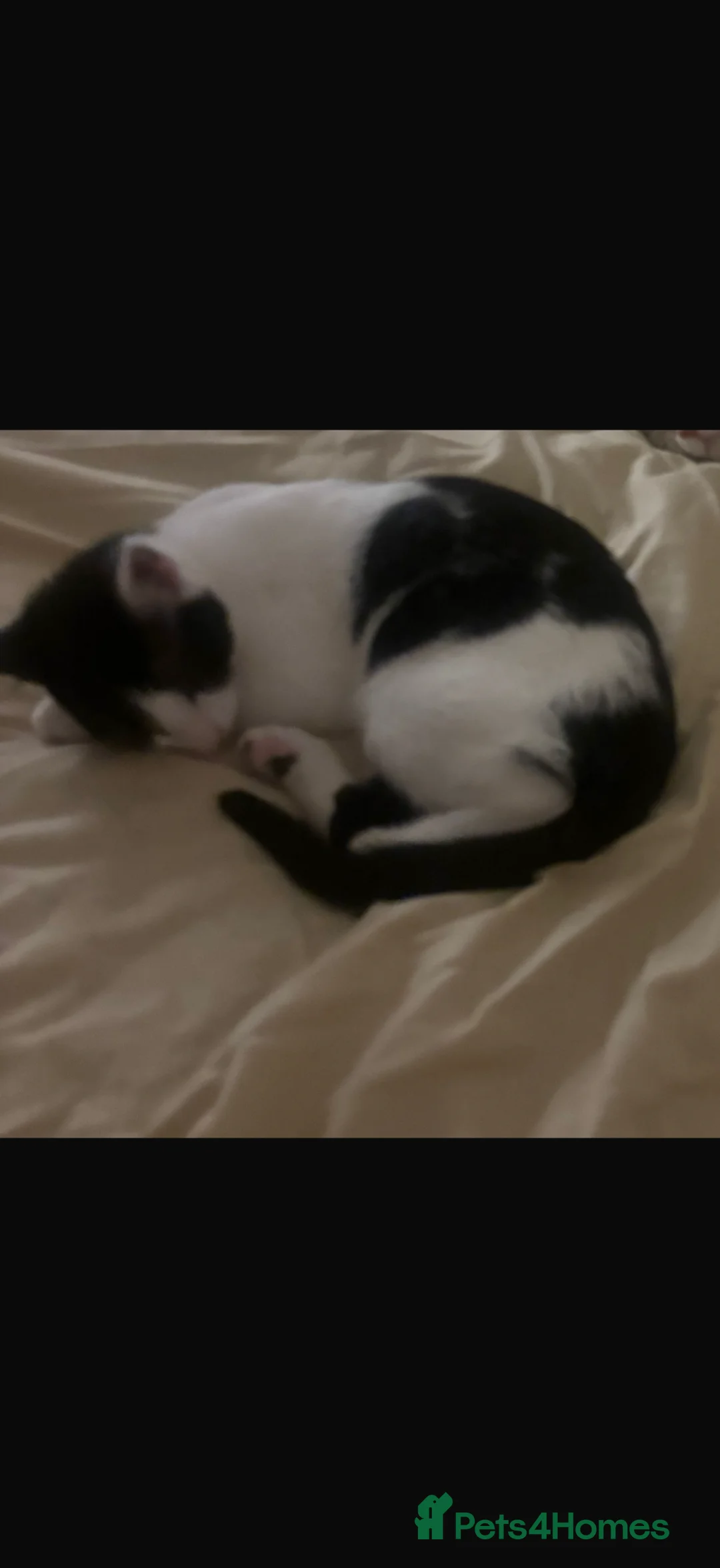 Mixed Breed cats for sale: Female kitten/cat - Advert 3