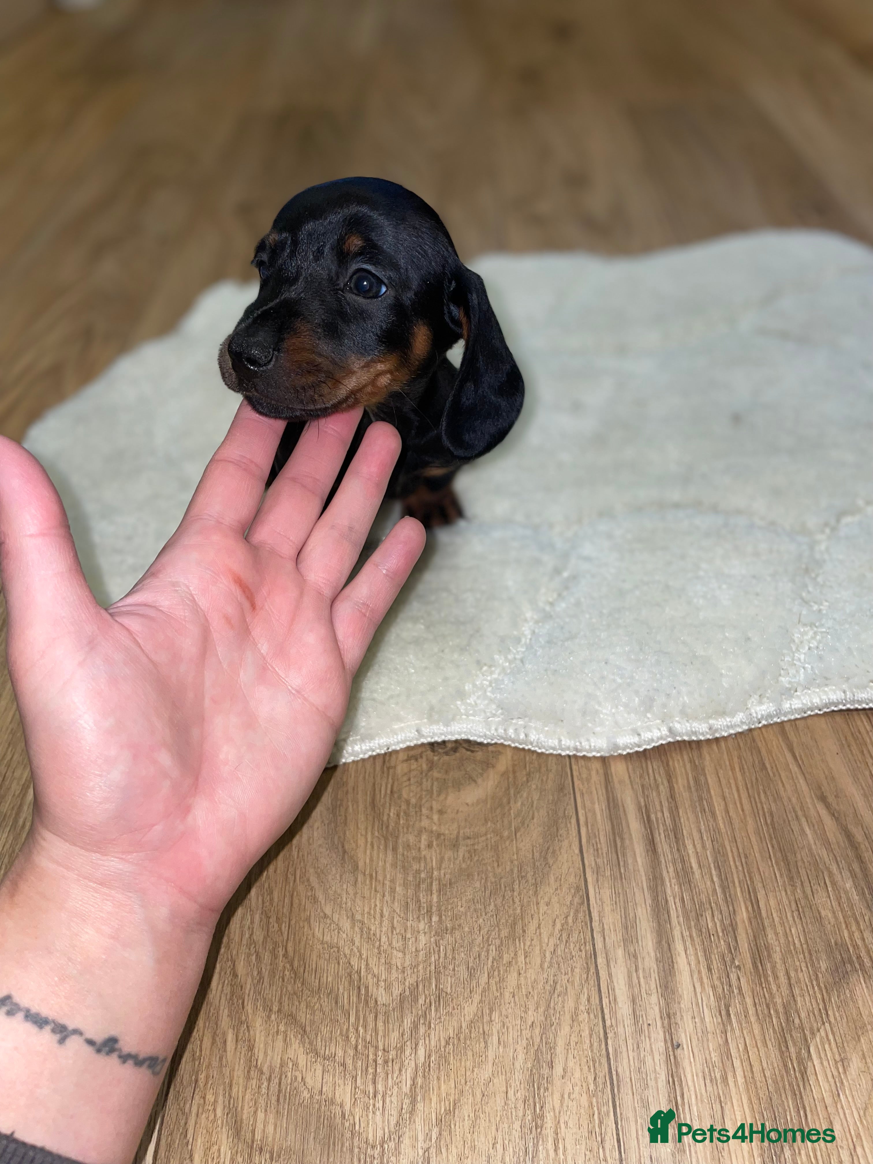 Miniature Dachshund dogs Miniature Dachshunds - Advert 10