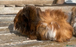 Guinea Pig rodents for sale: Abyssinian long haired  - Image 8
