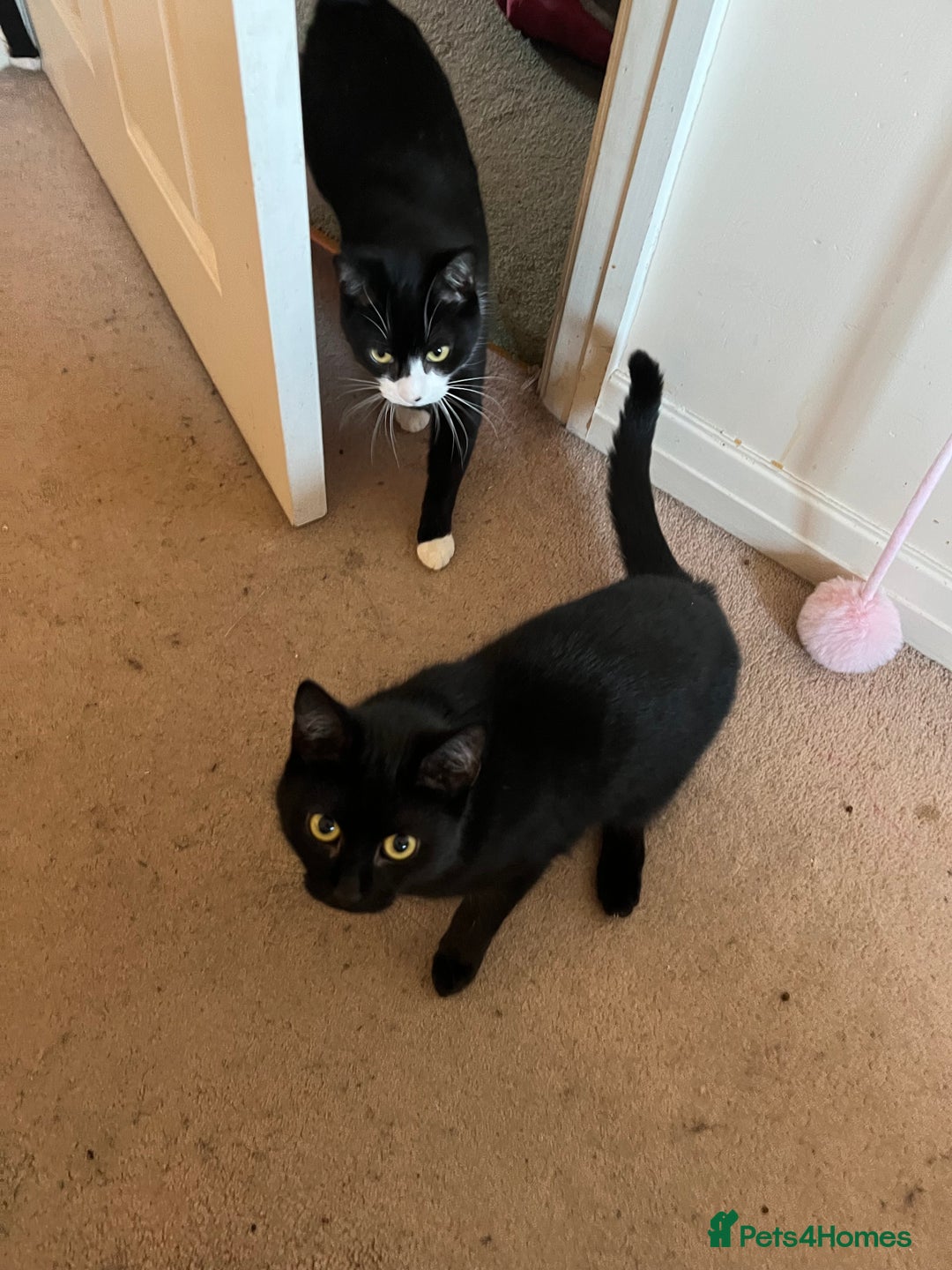 Mixed Breed cats for adoption: Rescue siblings Bumble and Bee need 1st ever home - Advert 3