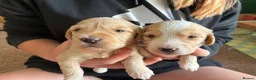 Cockapoo dogs for sale: F1 Cockapoo puppies  - Advert 7